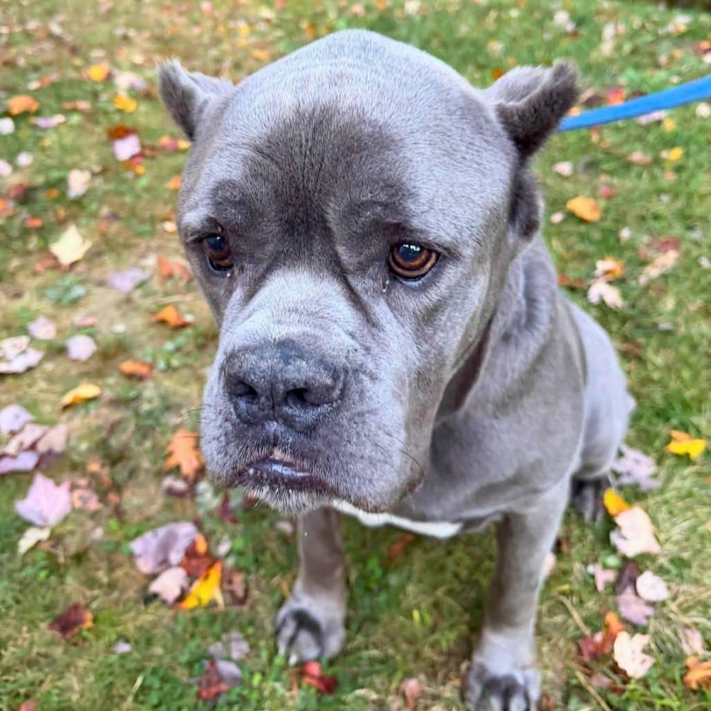 Enlarge Thanos, a Adoptable Mixed Breed in South Portland, ME image 5/5