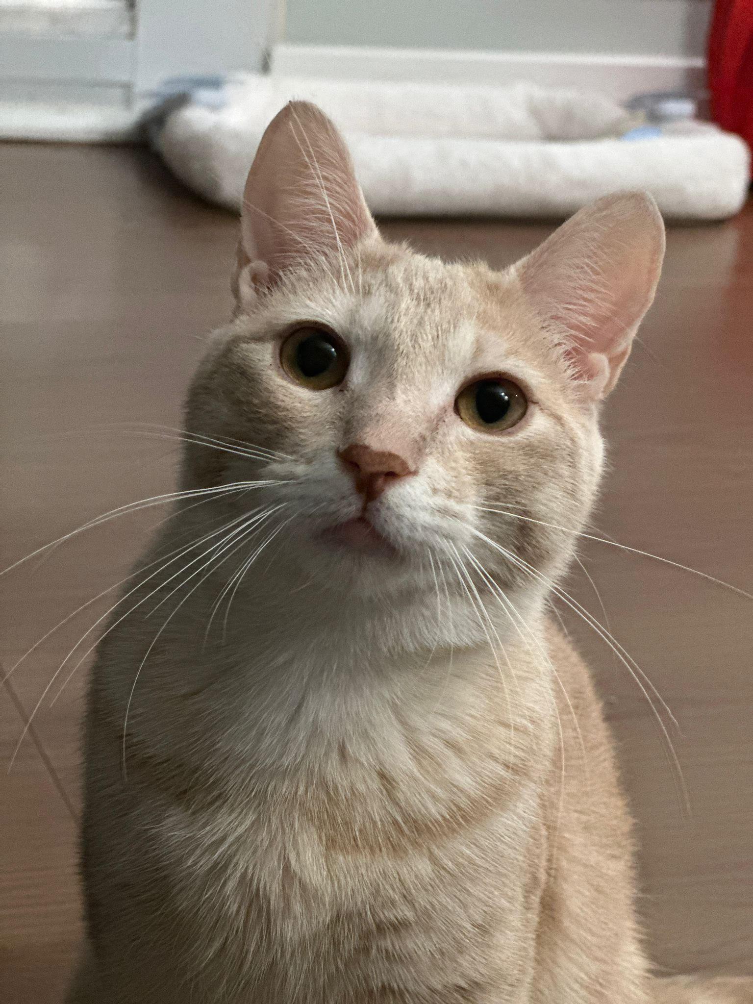 Snoopy, adopted, Young Male Domestic Short Hair.