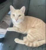 Snoopy, an adopted mixed breed in Scarborough, ON image 3/5
