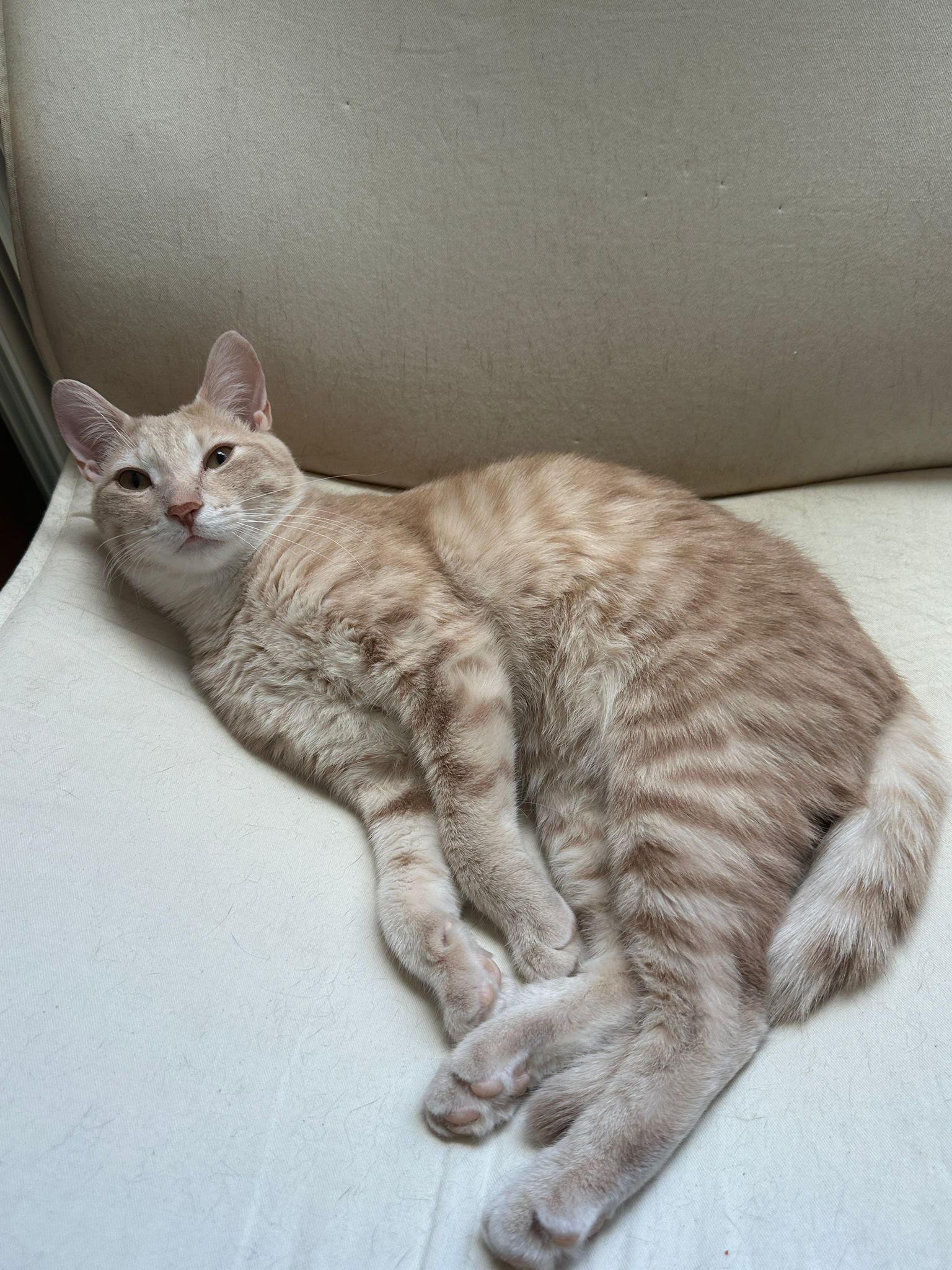 Snoopy, an adopted mixed breed in Scarborough, ON image 2/5