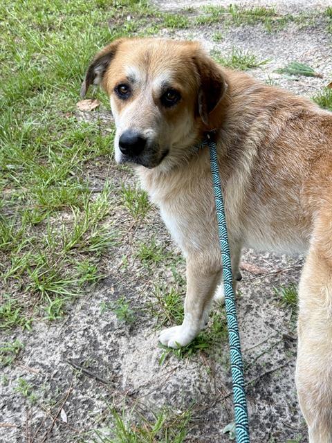MAX, Adoptable, Adult Male Great Pyrenees & Mixed Breed.