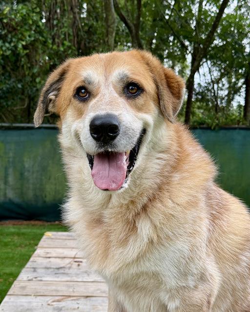 MAX, Adoptable, Adult Male Great Pyrenees & Mixed Breed.