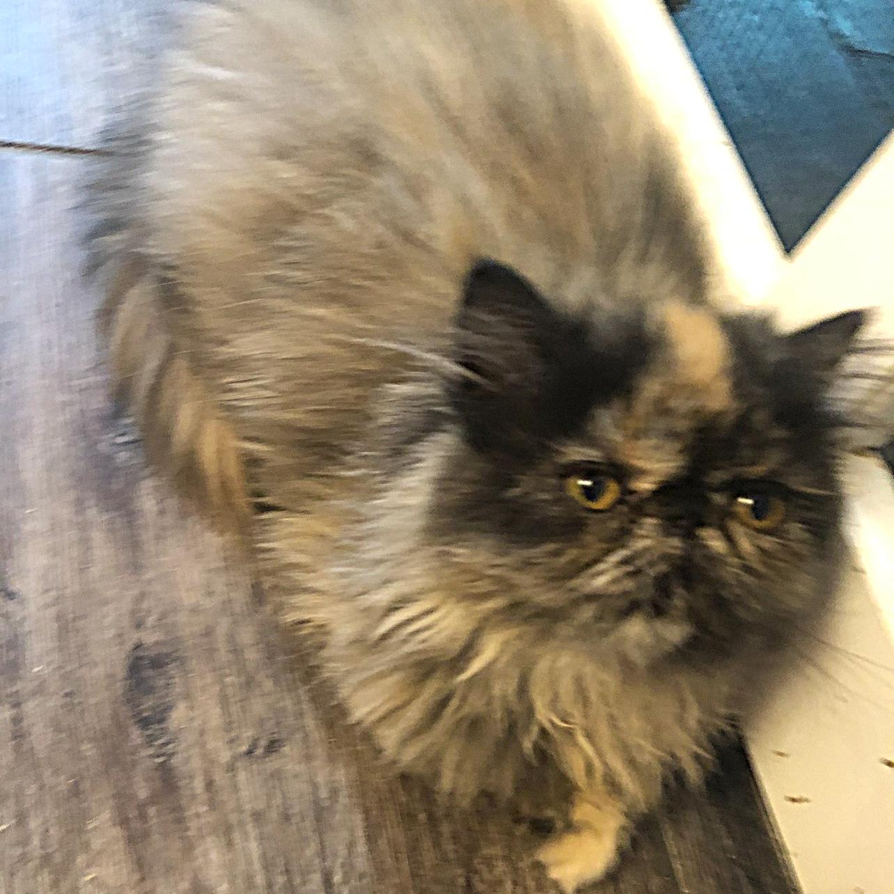 Smulchie- Purebred Persian, a Adoptable Persian in Allen, TX image 5/6