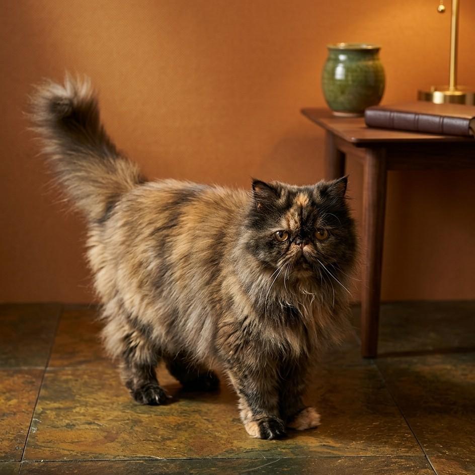 Smulchie- Purebred Persian, a Adoptable Persian in Allen, TX image 4/6
