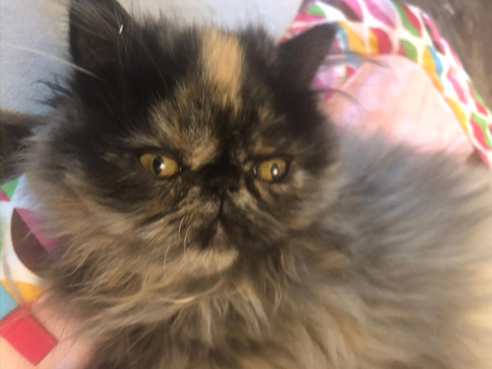 Smulchie- Purebred Persian, a Adoptable Persian in Allen, TX image 6/6