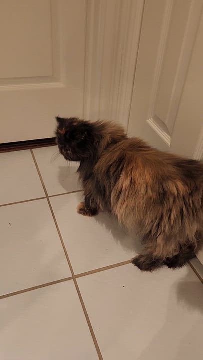 Enlarge Smulchie- Purebred Persian, a Adoptable Persian in Allen, TX video 3/6