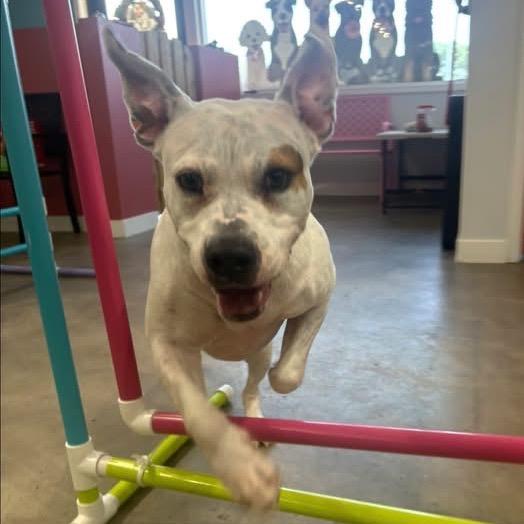 Enlarge Brad Pitt, a Adoptable mixed breed in Peculiar, MO image 1/2
