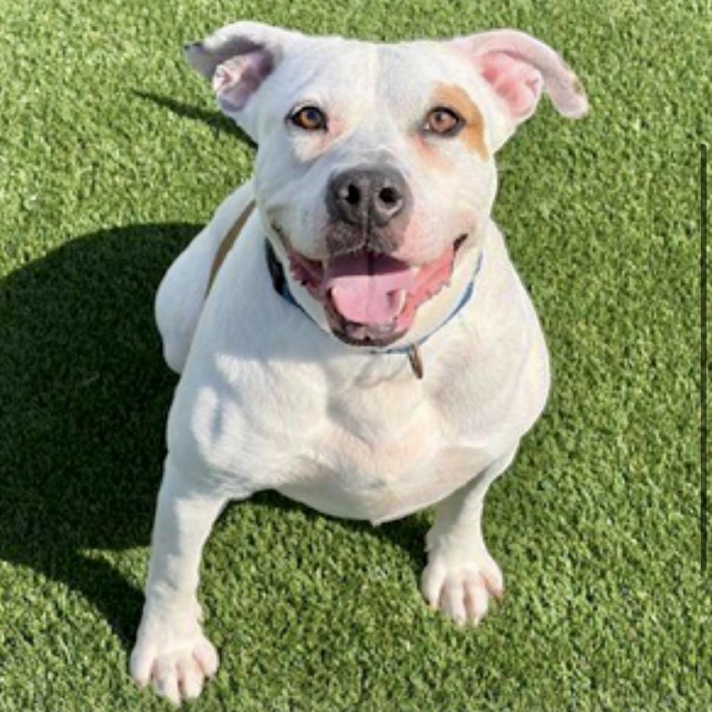 Brad Pitt, Adoptable, Adult Male Pit Bull Terrier & Pit Bull Terrier.