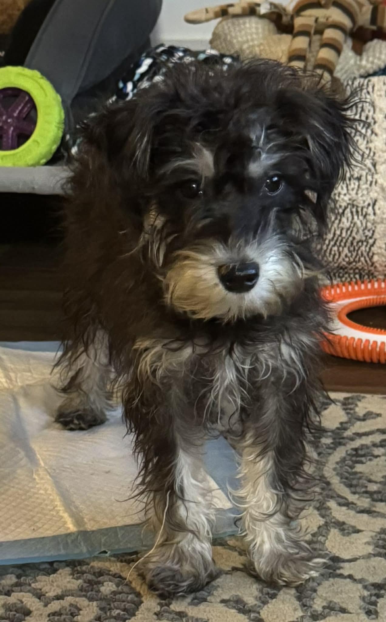 Simon, a ADOPTABLE mixed breed in Brunswick, ME image 2/3