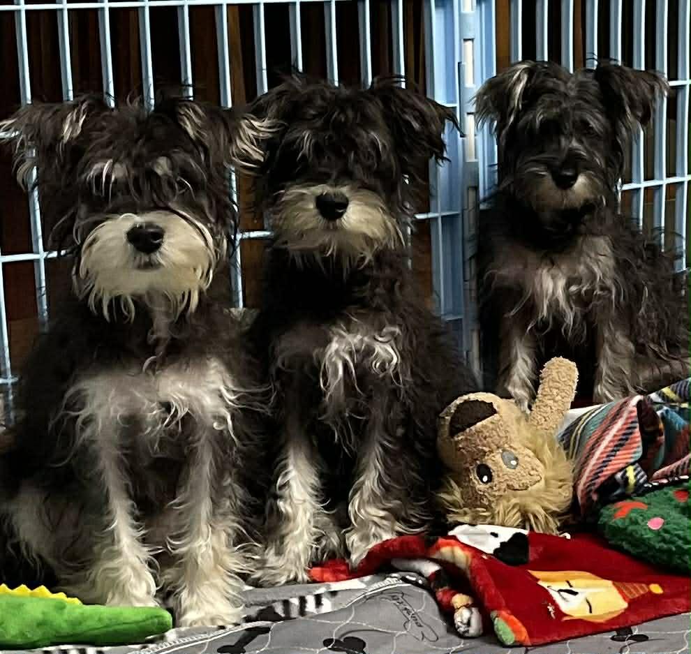 Simon, ADOPTABLE, Young Male Miniature Schnauzer & Miniature Poodle.