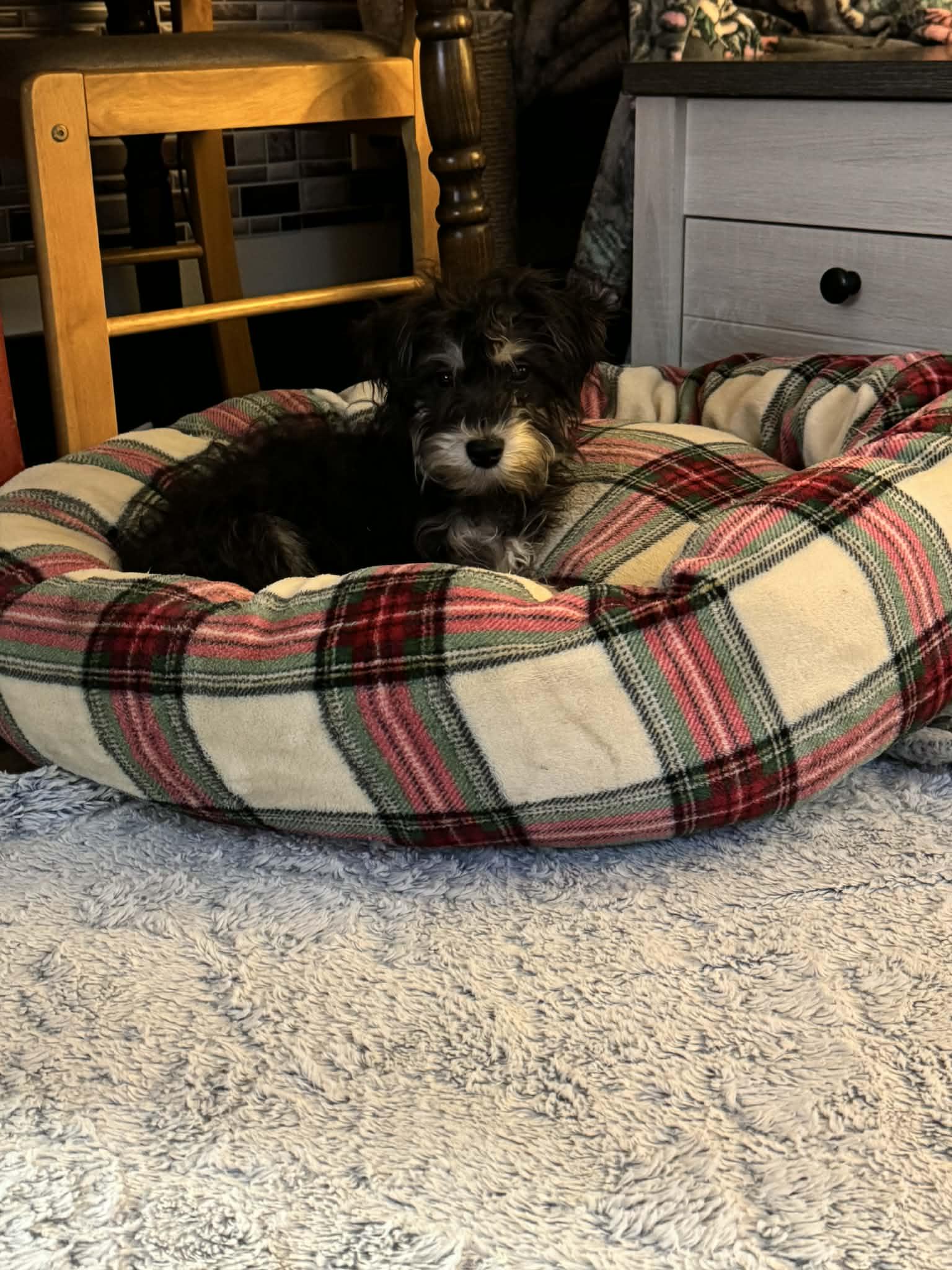 Simon, a ADOPTABLE mixed breed in Brunswick, ME image 3/3