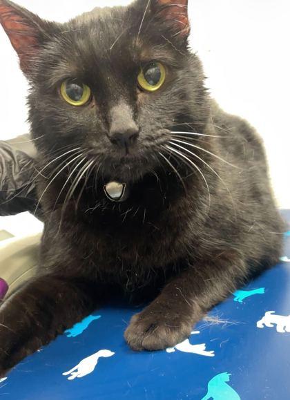 Enlarge Binx, a Adoptable mixed breed in Sevierville, TN image 1/1