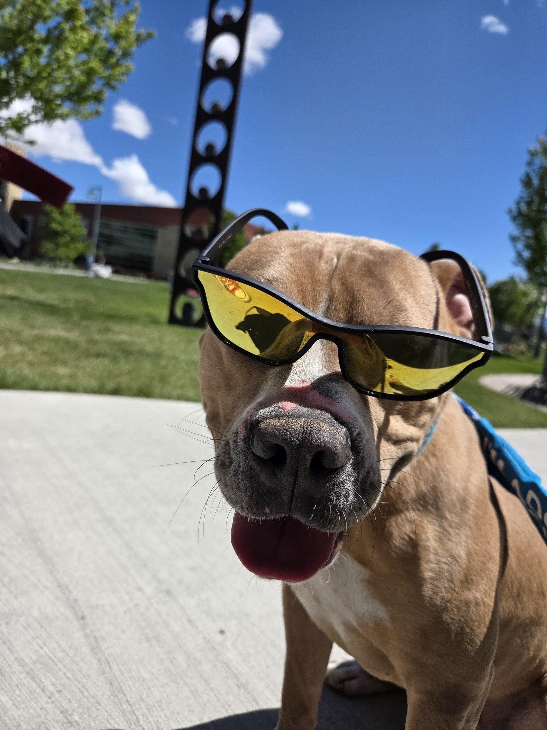Tron, Adoptable, Adult Male Pit Bull Terrier & Mixed Breed.