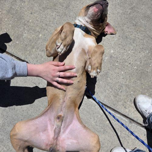 Enlarge Tron, a Adoptable mixed breed in Grand Junction, CO image 2/6