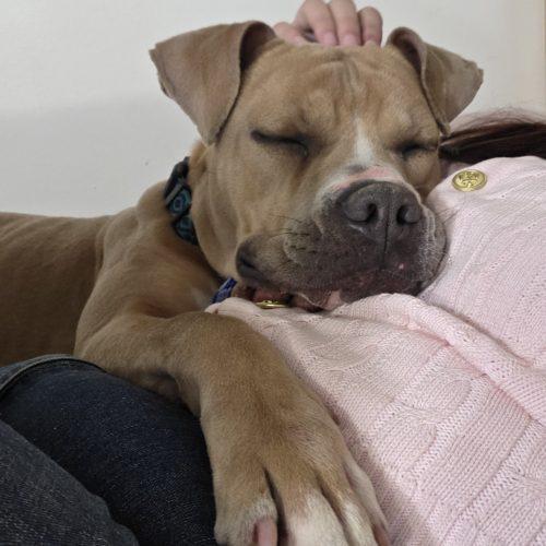 Enlarge Tron, a Adoptable mixed breed in Grand Junction, CO image 3/6