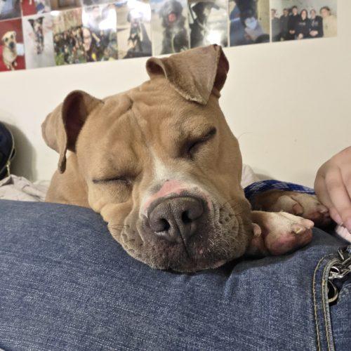 Enlarge Tron, a Adoptable mixed breed in Grand Junction, CO image 4/6