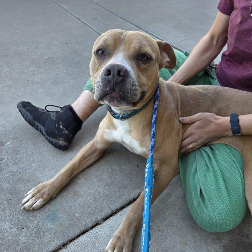 Enlarge Tron, a Adoptable mixed breed in Grand Junction, CO image 5/6