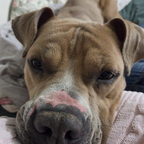 Enlarge Tron, a Adoptable mixed breed in Grand Junction, CO image 6/6