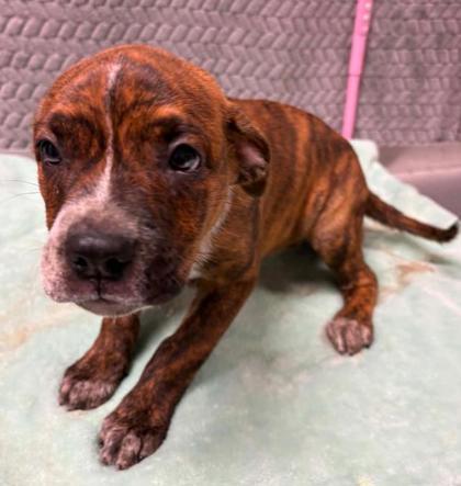 Betty Spaghetti, Adoptable, Puppy Female Terrier & Mixed Breed.