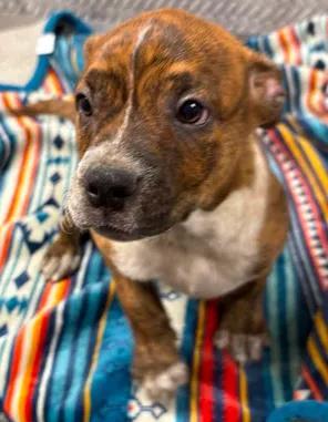 Betty Spaghetti, a Adoptable mixed breed in Lampasas, TX image 2/2