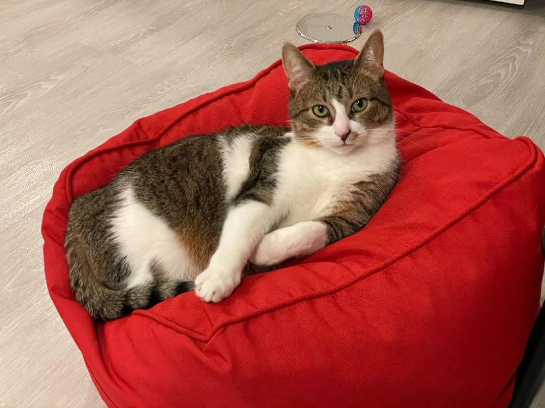 Enlarge Snickers, a Adoptable Domestic Short Hair in South Lyon, MI image 5/6