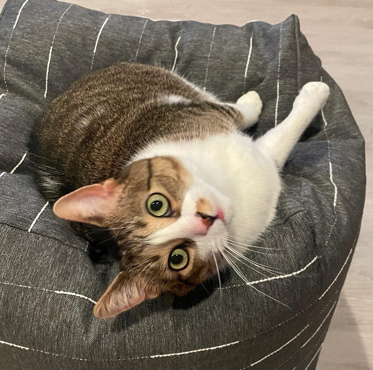 Snickers, Adult Male Domestic Short Hair