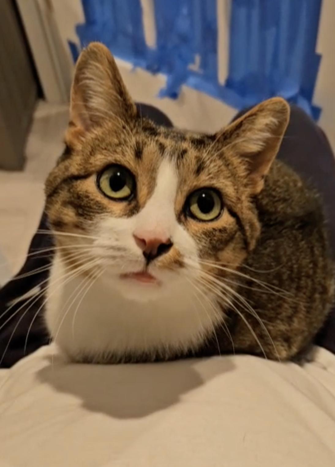 Enlarge Snickers, a Adoptable Domestic Short Hair in South Lyon, MI image 1/6