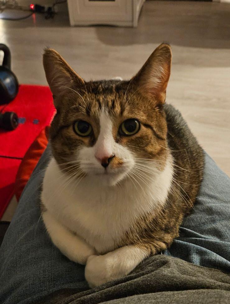 Snickers photo 2