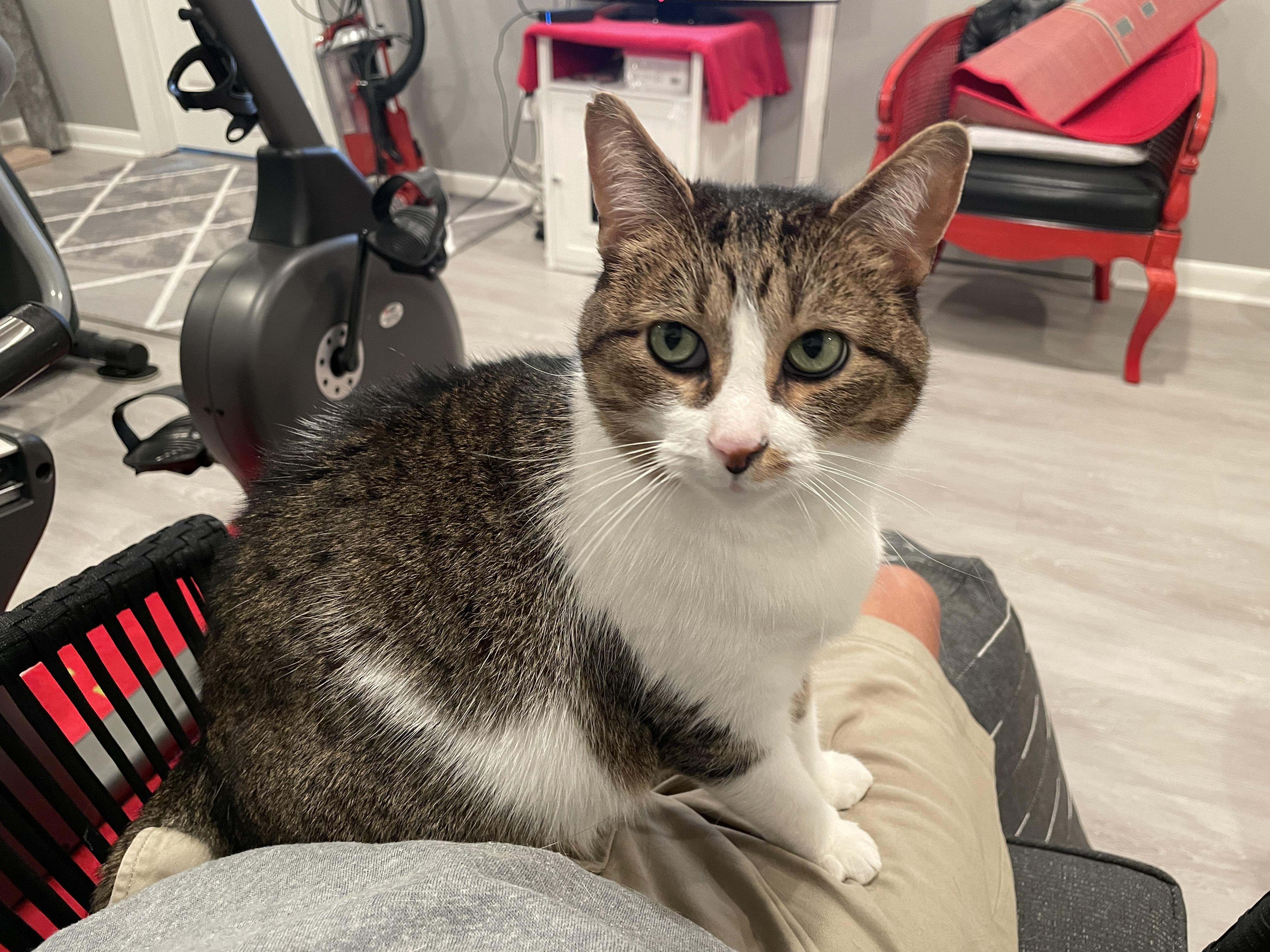 Enlarge Snickers, a Adoptable Domestic Short Hair in South Lyon, MI image 6/6