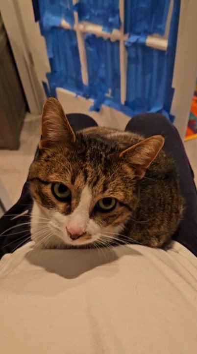 Enlarge Snickers, a Adoptable Domestic Short Hair in South Lyon, MI video 3/6