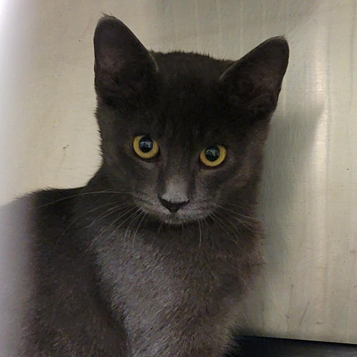 Weebles (Neutered) (Bonded Pair w/Mrs. Thumbs)