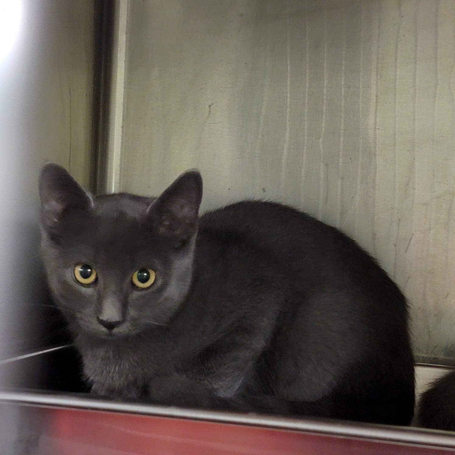 Weebles (Neutered) (Bonded Pair w/Mrs. Thumbs)