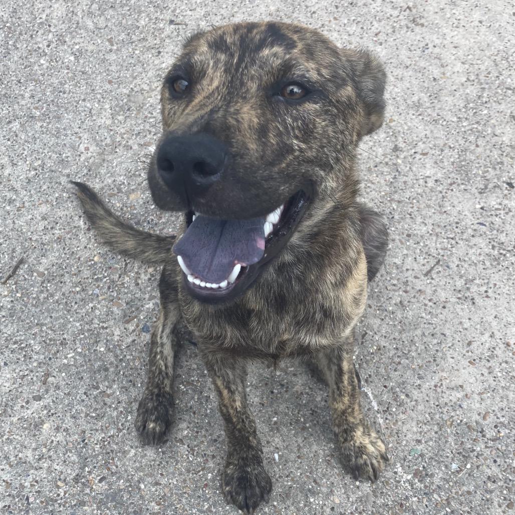 Daydream, Adoptable, Young Female Mountain Cur.
