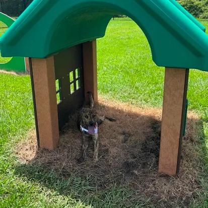 Daydream, a Adoptable Mountain Cur in Beaumont, TX image 4/6