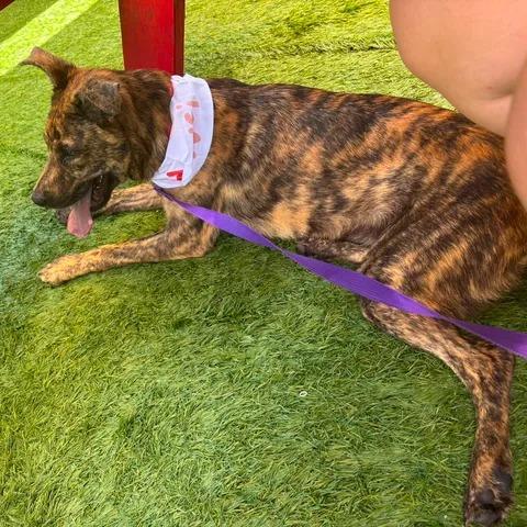 Daydream, a Adoptable Mountain Cur in Beaumont, TX image 5/6