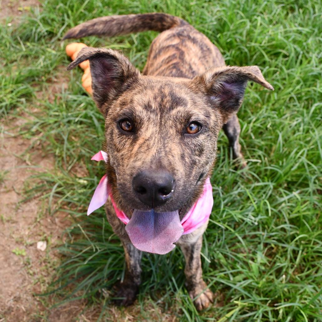 Daydream, a Adoptable Mountain Cur in Beaumont, TX image 6/6