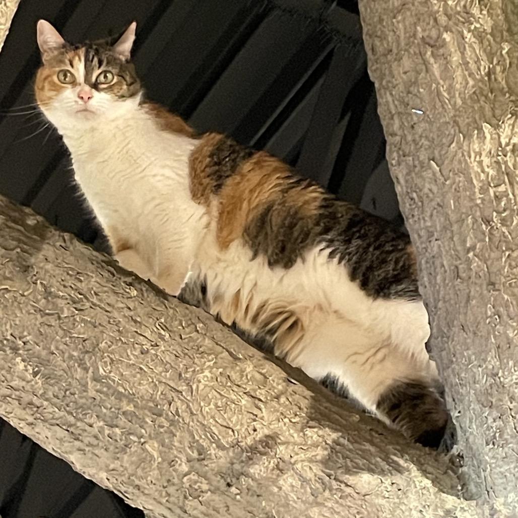 Fancy Meowington, Adoptable, Senior Female Domestic Short Hair.