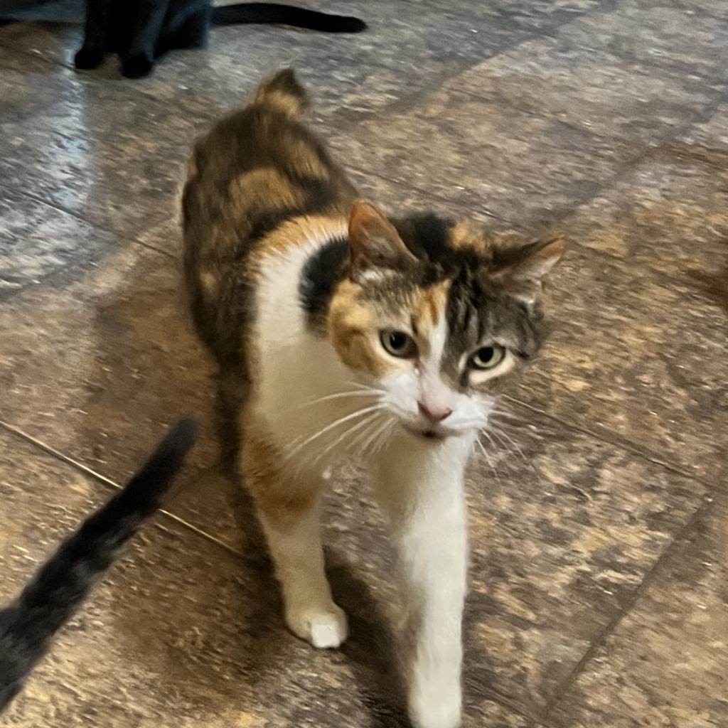 Enlarge Fancy Meowington, a Adoptable Domestic Short Hair in Greenfield, IN image 2/6