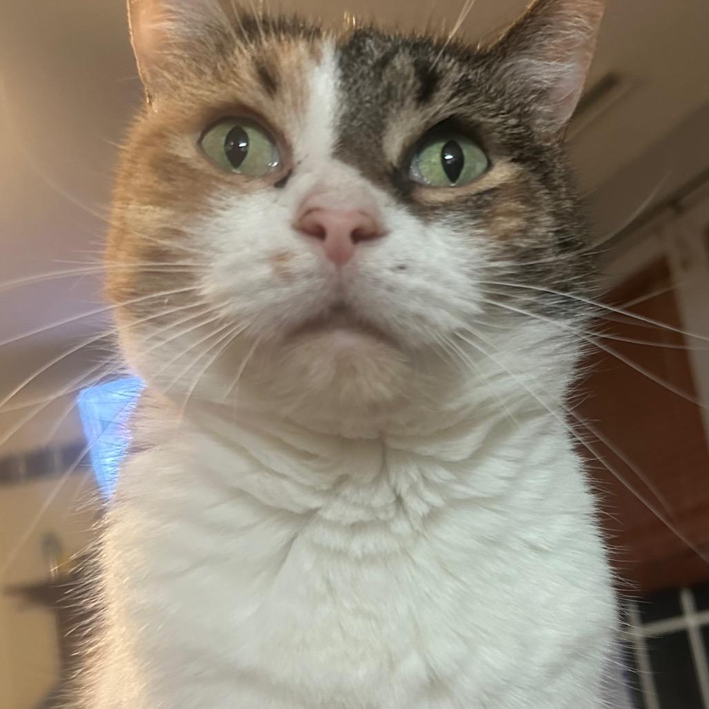 Enlarge Fancy Meowington, a Adoptable Domestic Short Hair in Greenfield, IN image 3/6