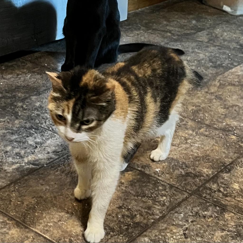 Enlarge Fancy Meowington, a Adoptable Domestic Short Hair in Greenfield, IN image 4/6