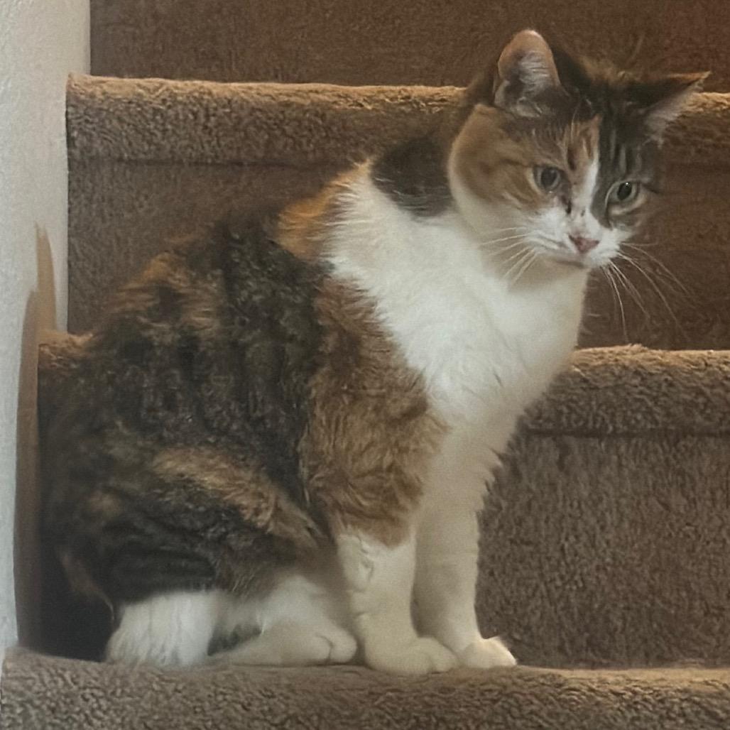 Enlarge Fancy Meowington, a Adoptable Domestic Short Hair in Greenfield, IN image 5/6