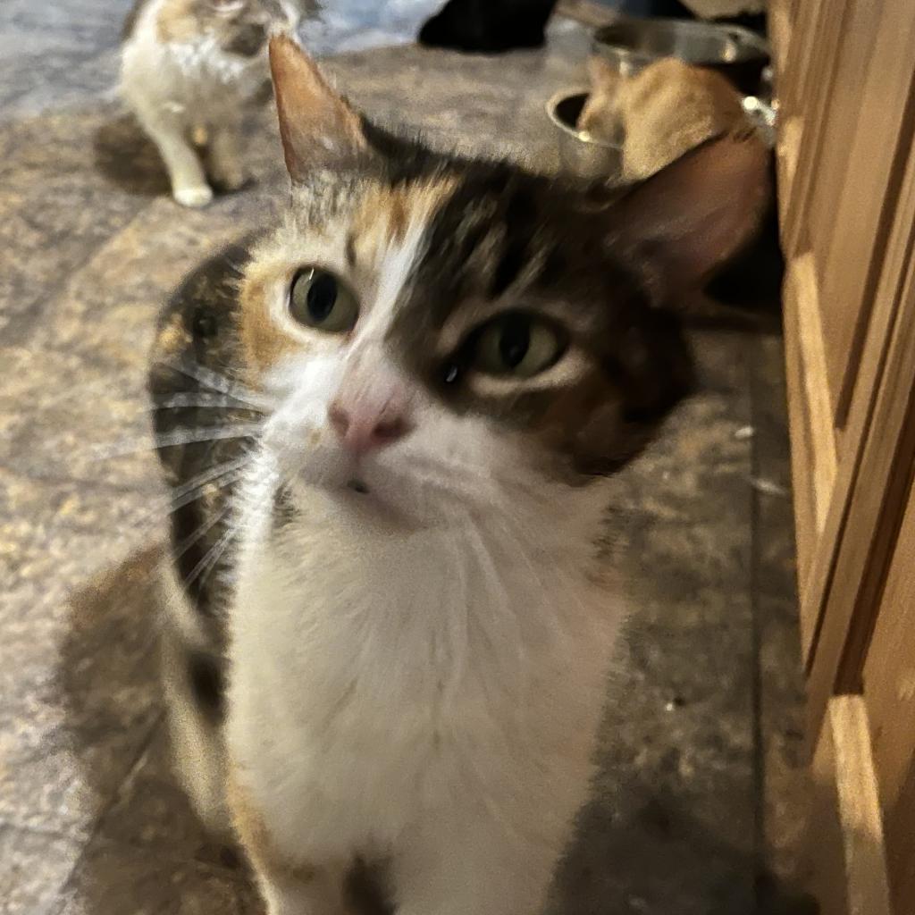 Enlarge Fancy Meowington, a Adoptable Domestic Short Hair in Greenfield, IN image 6/6