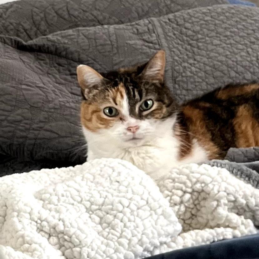 Enlarge Fancy Meowington, a Adoptable Domestic Short Hair in Greenfield, IN image 6/6