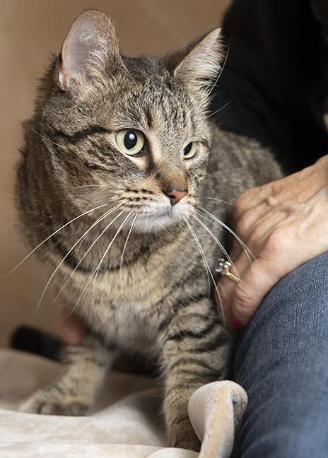 Enlarge Freyja, a ADOPTABLE Domestic Short Hair in Chicago, IL image 3/5