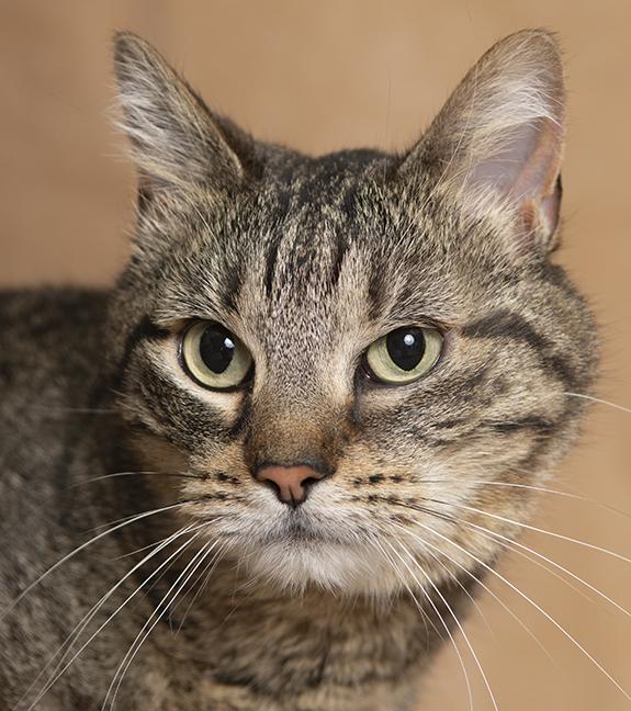 Enlarge Freyja, a ADOPTABLE Domestic Short Hair in Chicago, IL image 4/5