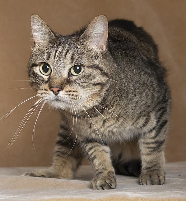 Enlarge Freyja, a ADOPTABLE Domestic Short Hair in Chicago, IL image 5/5