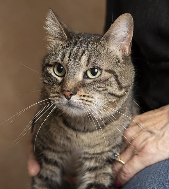 Enlarge Freyja, a ADOPTABLE Domestic Short Hair in Chicago, IL image 2/5