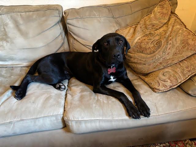 Dolly, Adoptable, Young Female Black Labrador Retriever.