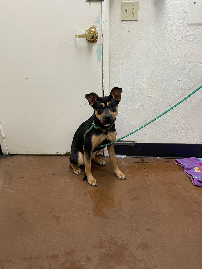 Enlarge Emmy, a Adoptable mixed breed in Chico, CA image 1/4