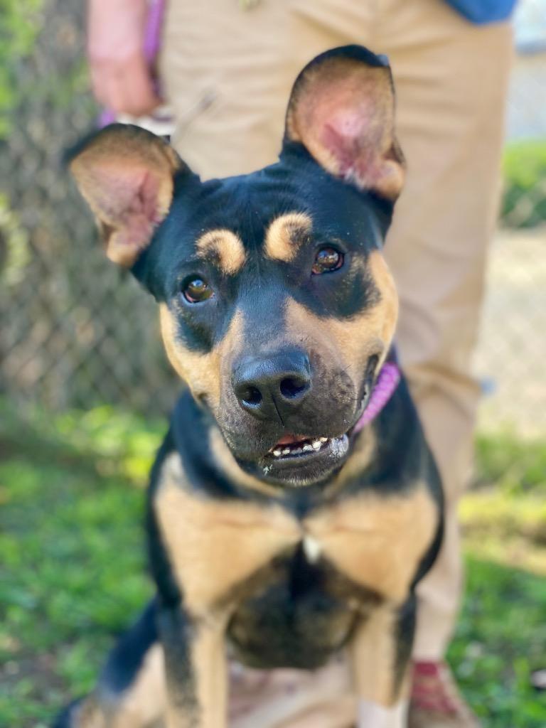 Emmy, Adoptable, Young Female Pit Bull Terrier.